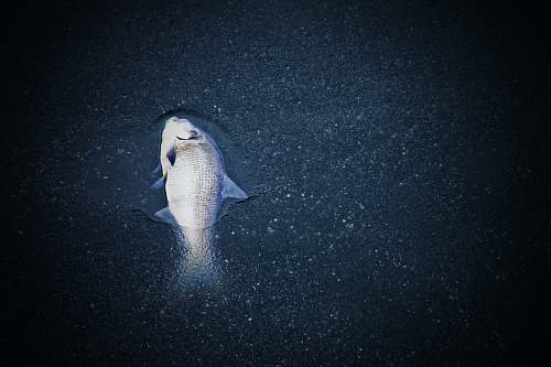 grey photo of grey pet fish underwater mogadore reservoir